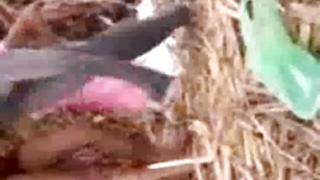 एलिसन टायलर और रोमी वर्षा पहली ऐश्वर्या की सेक्सी मूवी बार बकवास