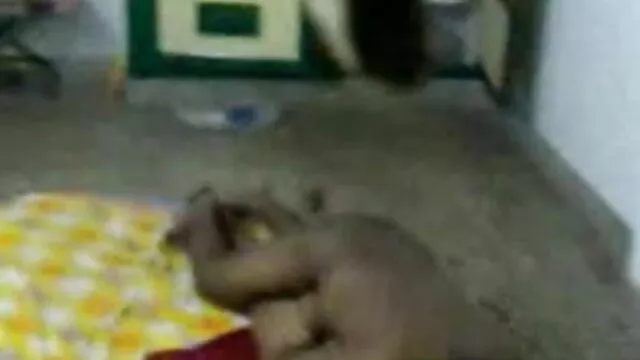 भव्य सनी लियोन की सेक्सी वीडियो मूवी गोरा गिरोह बकवास और फेशियल।