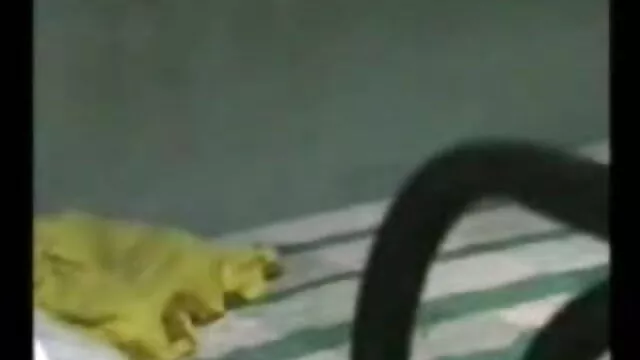 दिन भर की मेहनत श्रीदेवी की सेक्सी मूवी के बाद